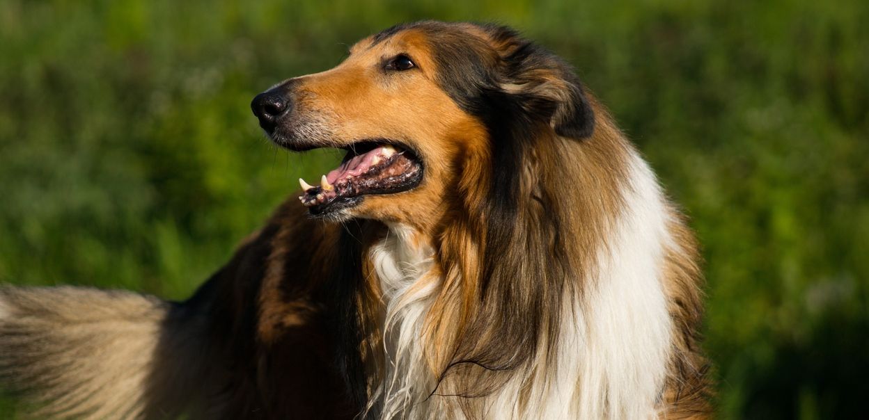 Owczarek szkocki collie